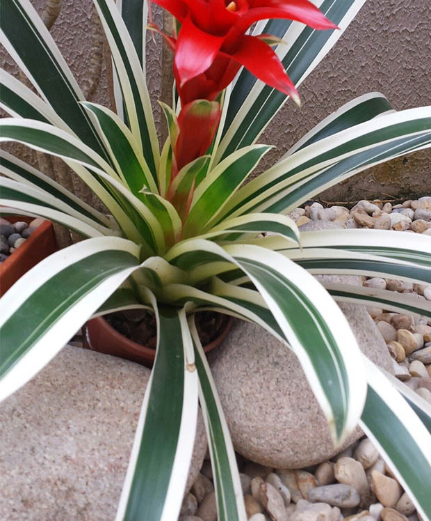 bromelia-2