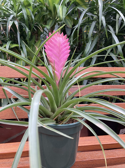 bromelia-2