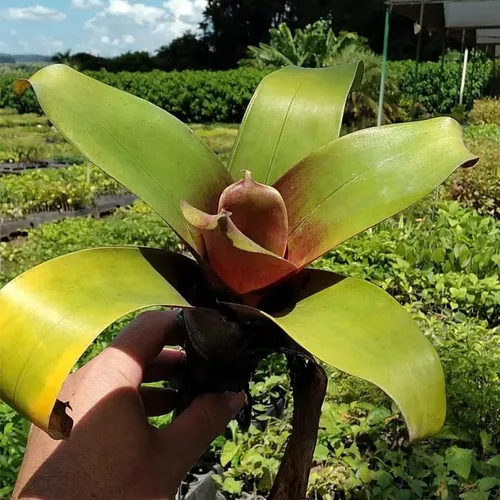 bromelia-2