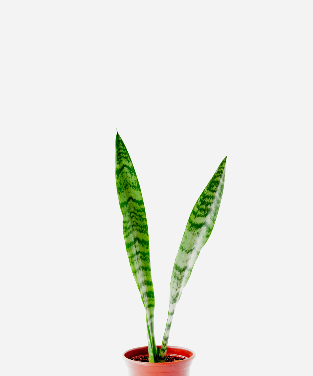 espada-de-sao-jorge-2