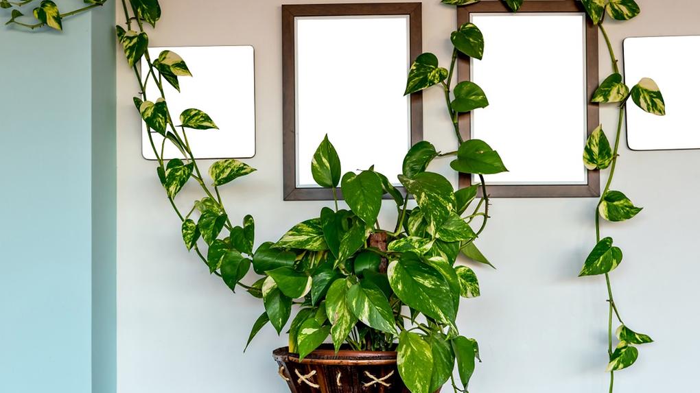 ideias-de-decoracao-com-jiboia