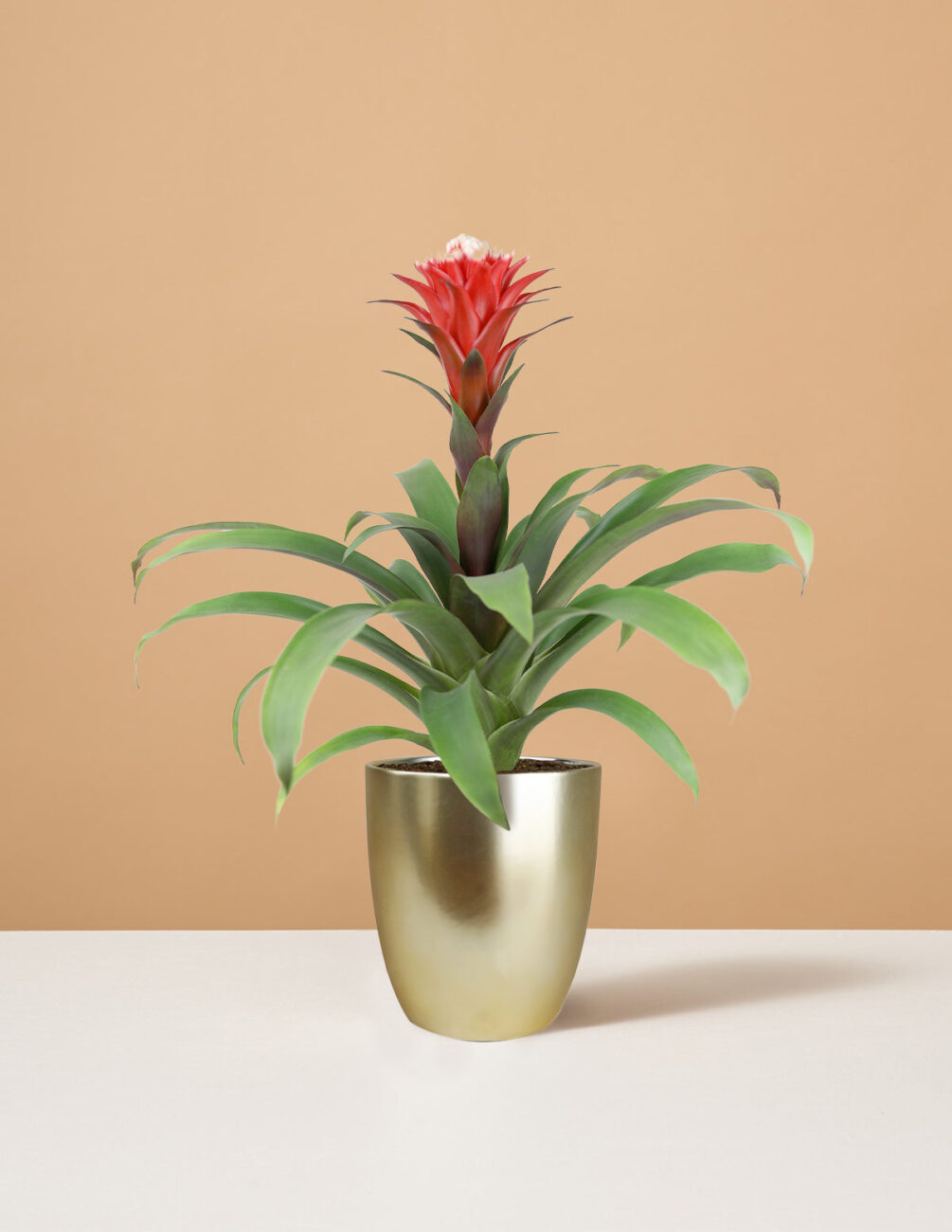 bromelia-2