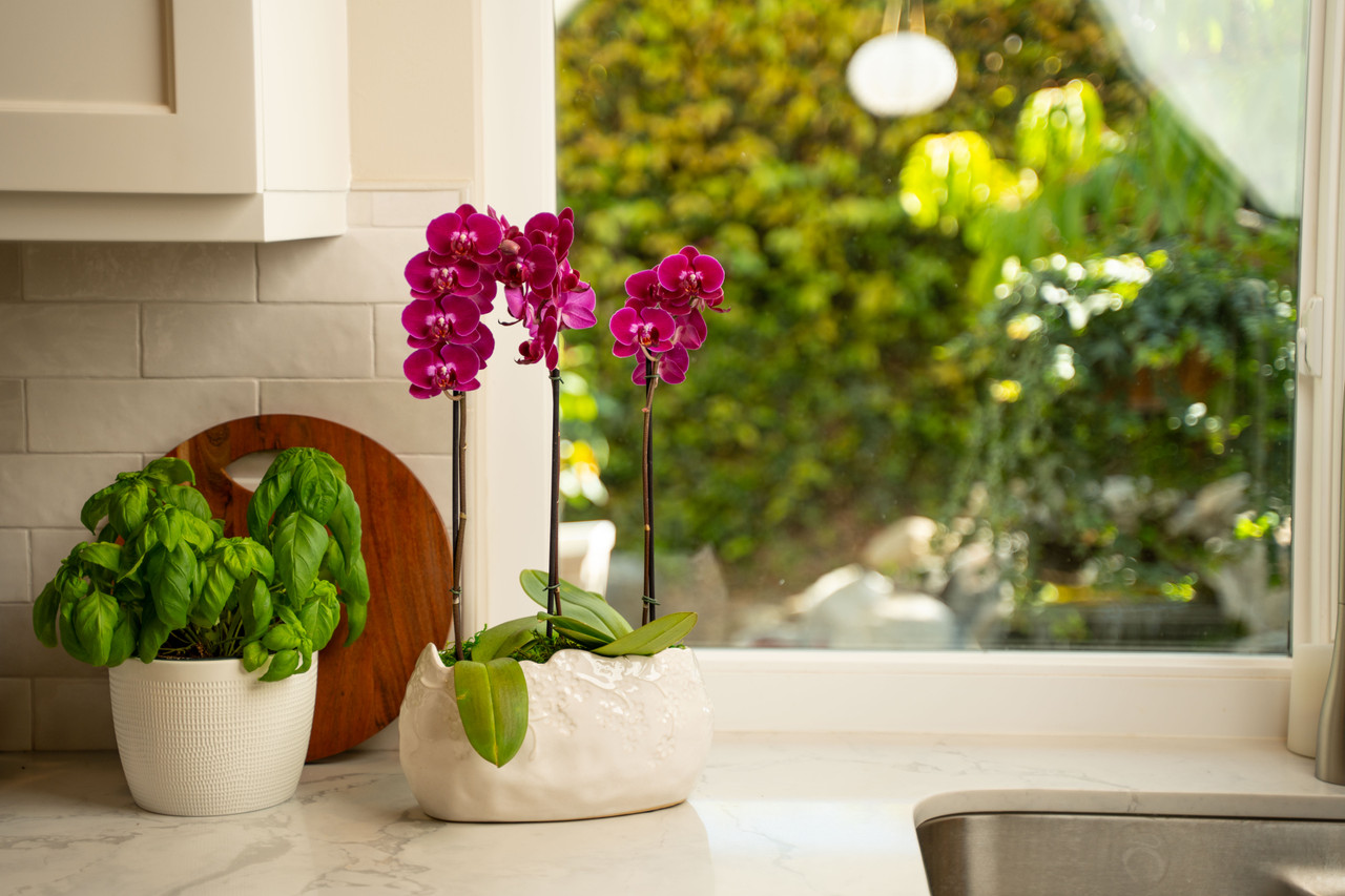 decoracao-de-apartamento-com-plantas-2