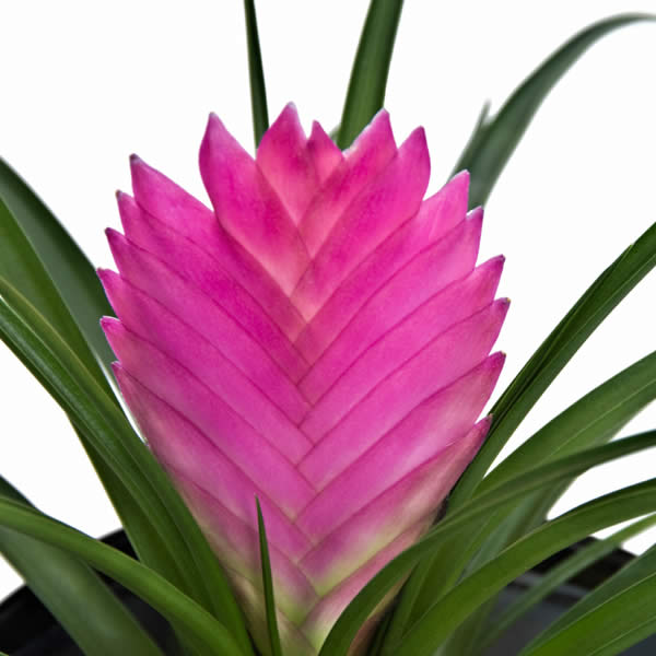 bromelia-2