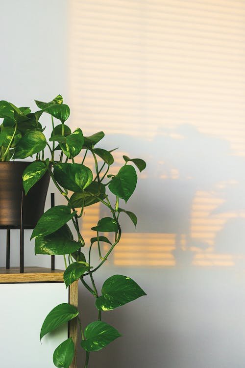 decoracao-de-apartamento-com-plantas-2
