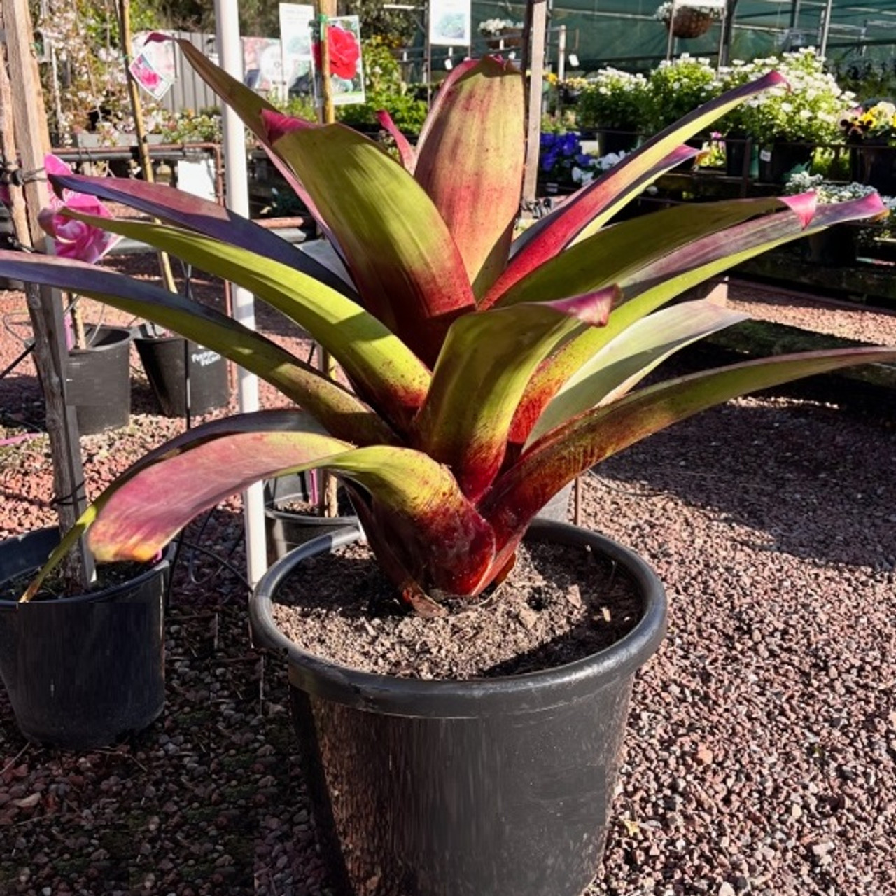 bromelia-2