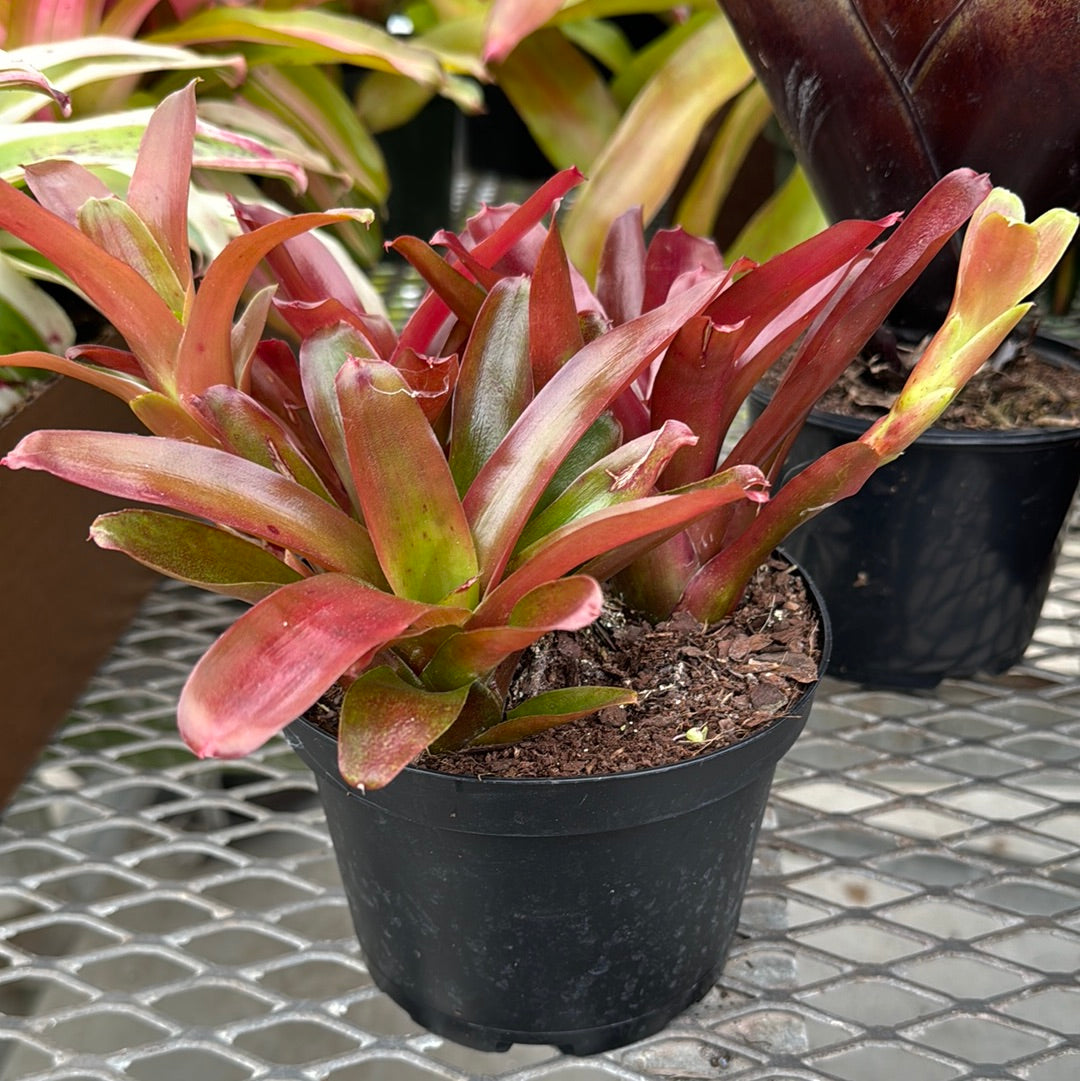 bromelia-2