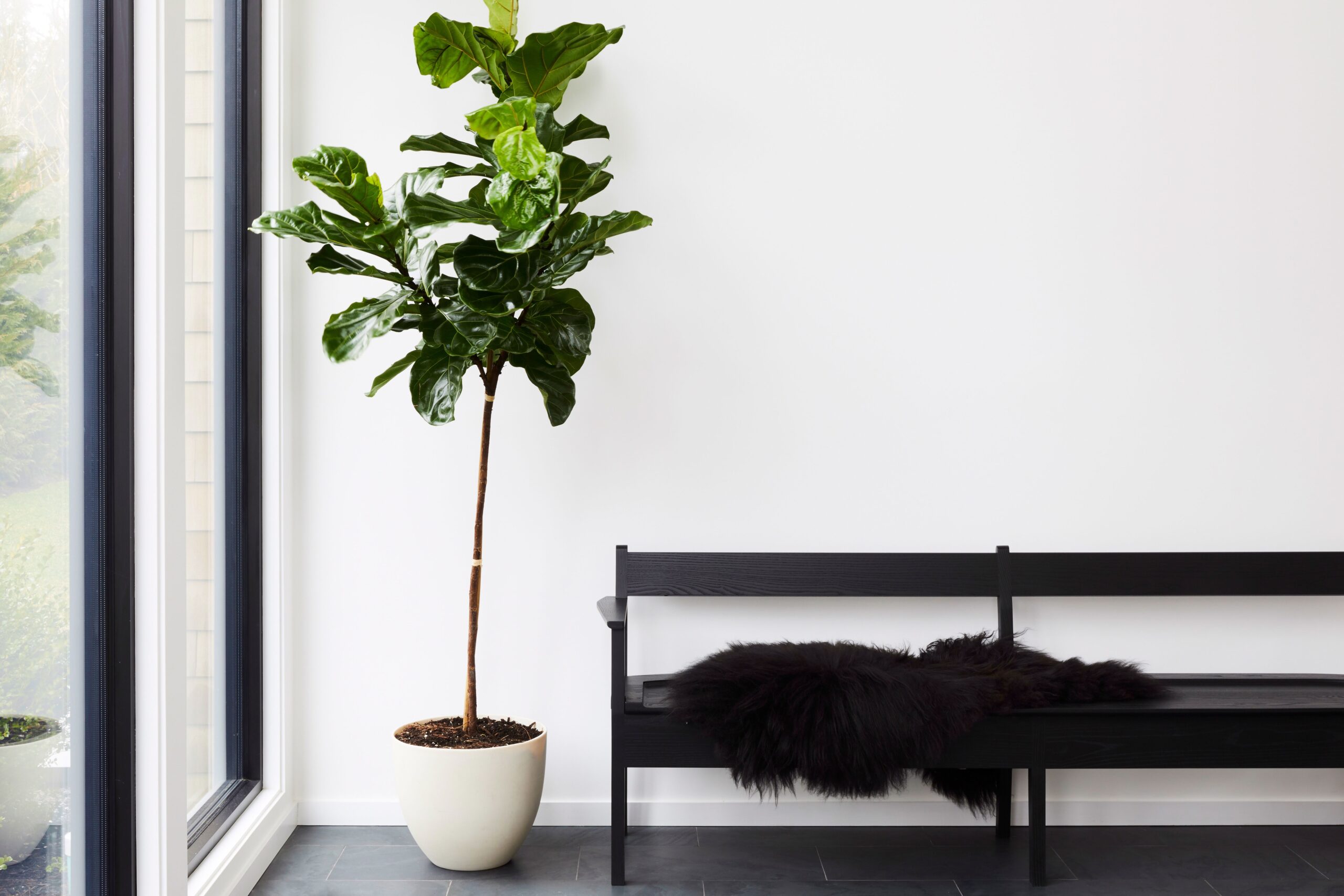 plantas-para-apartamento