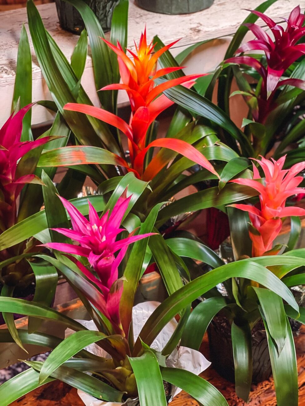 bromelia-2
