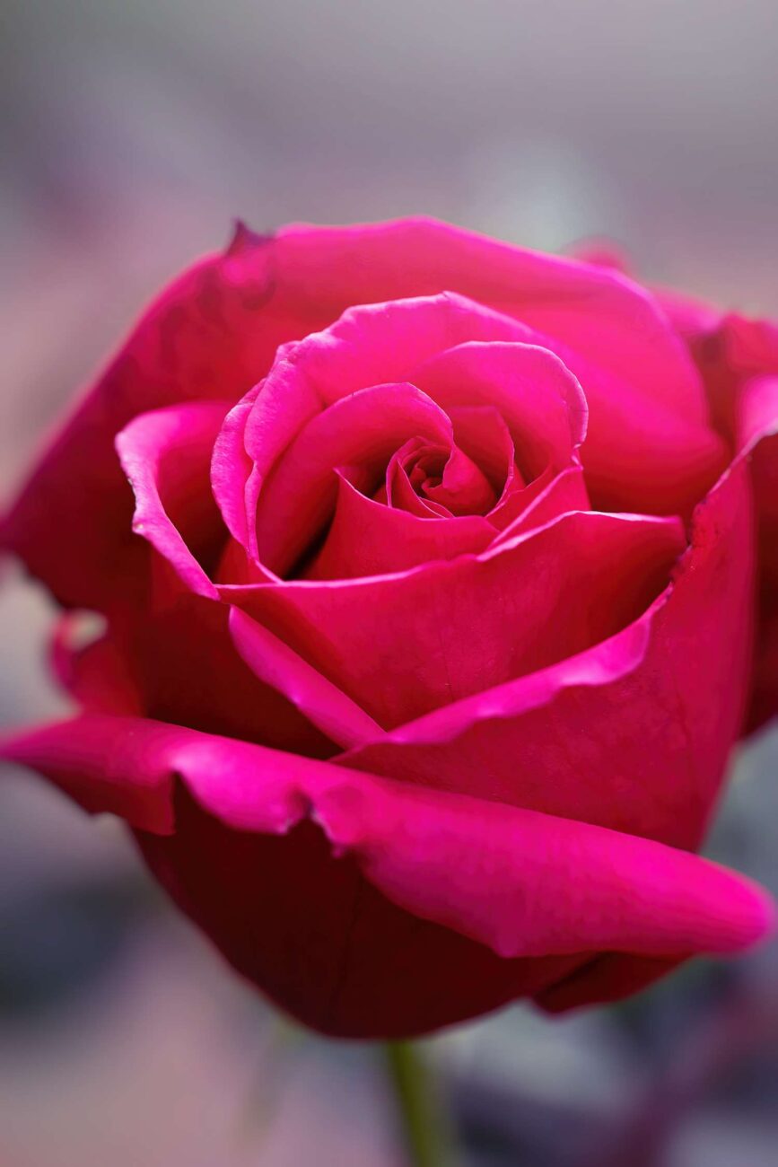 cor-rose
