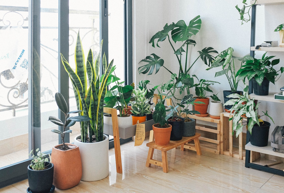 plantas-para-apartamento