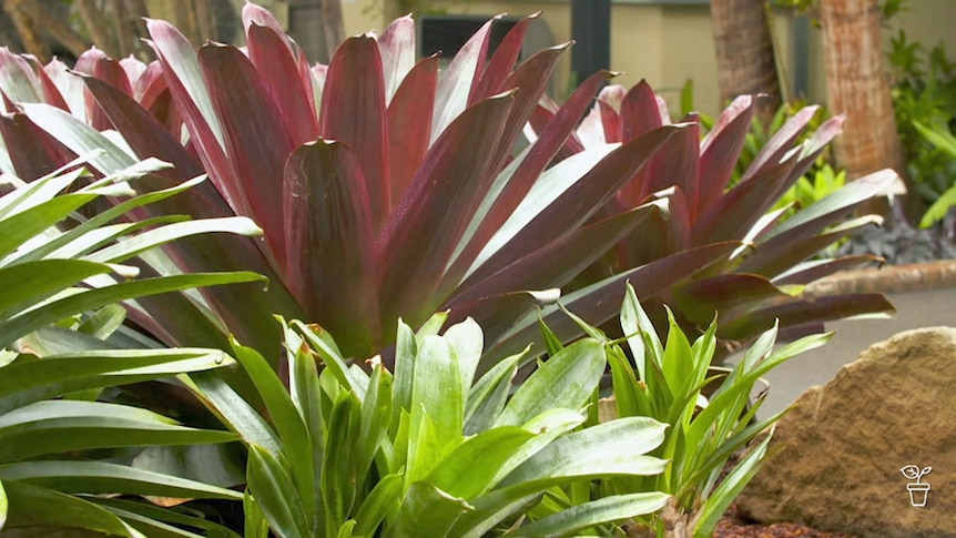 bromelia-2