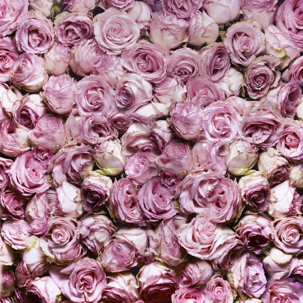 cor-rose