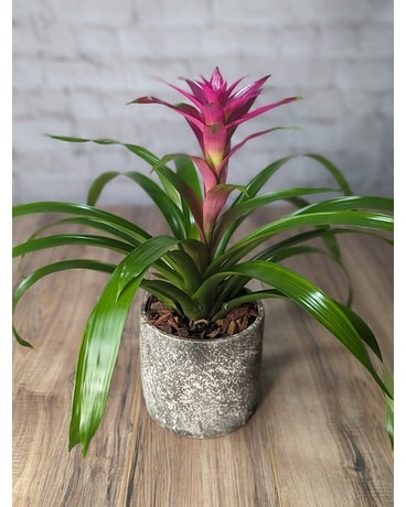 bromelia-2