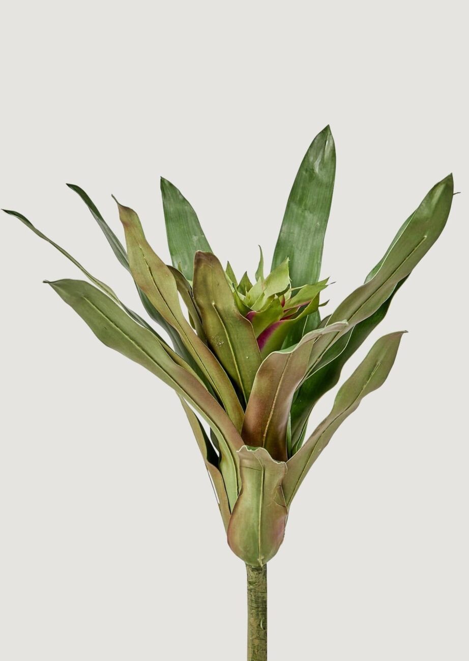 bromelia-2
