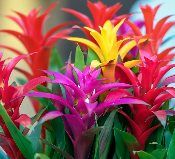 bromelia-2