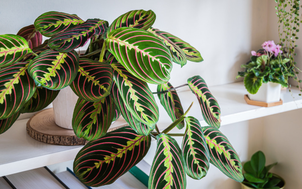 plantas-para-apartamento