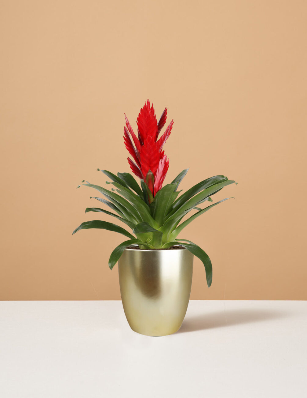 bromelia-2