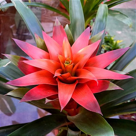 bromelia-2