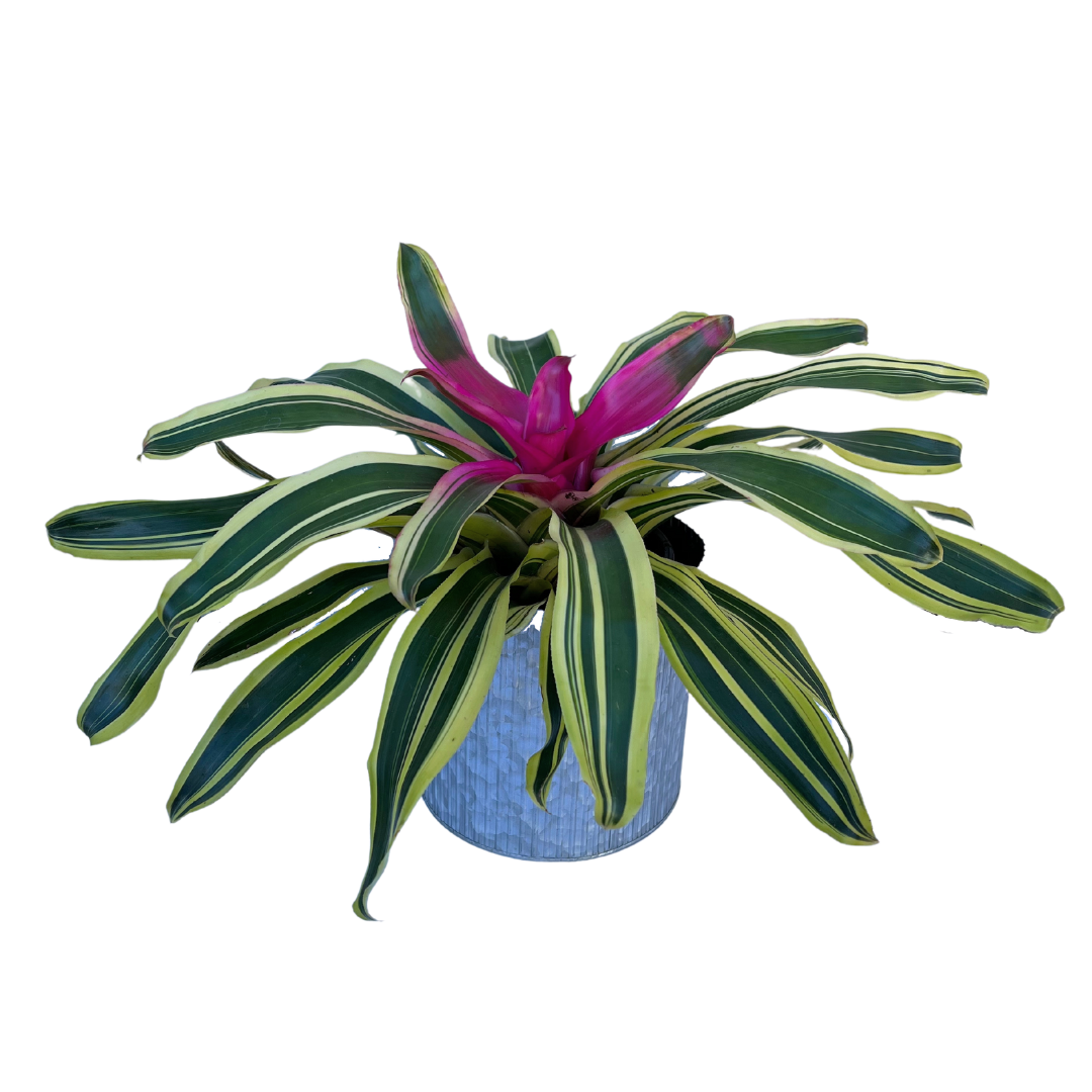 bromelia-2