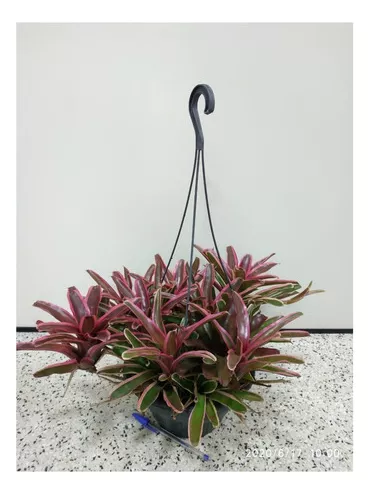 bromelia-2