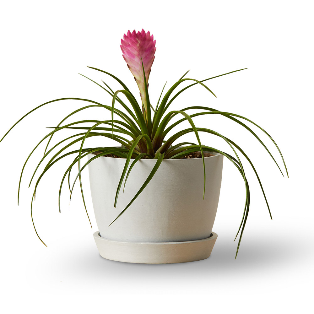 bromelia-2
