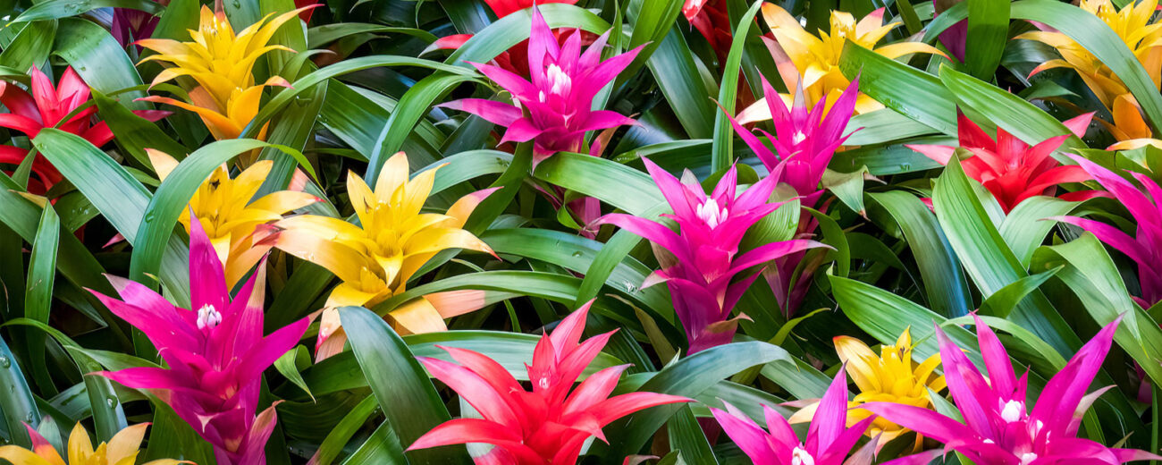 bromelia-2