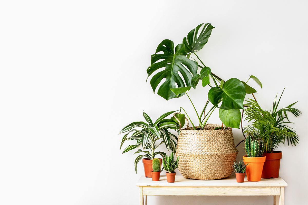 plantas-para-apartamento