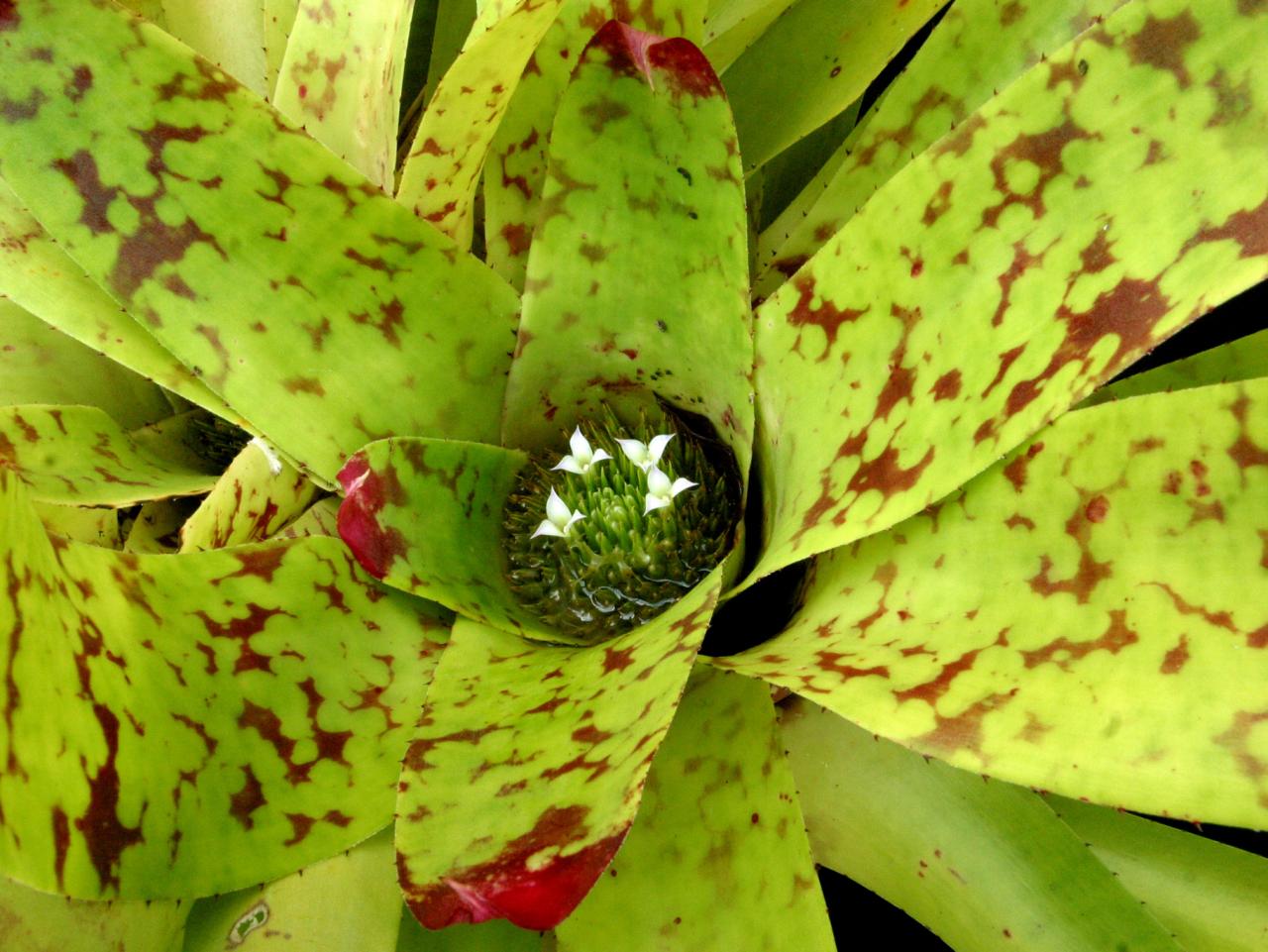 bromelia-2