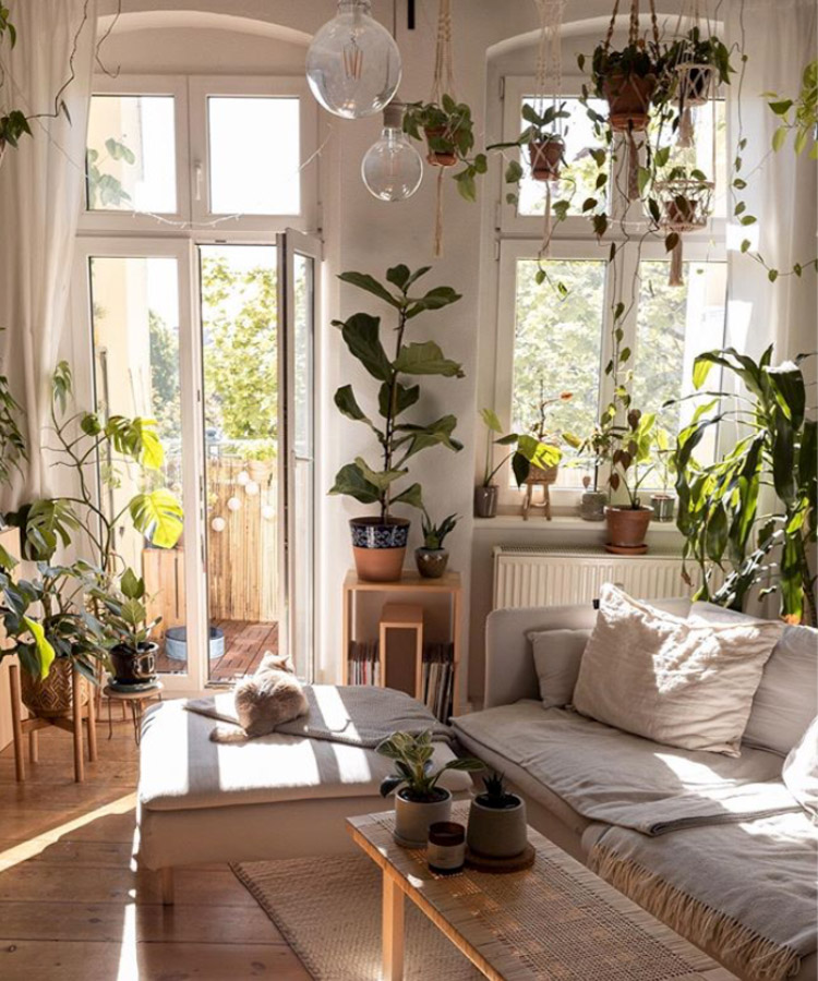 plantas-para-apartamento