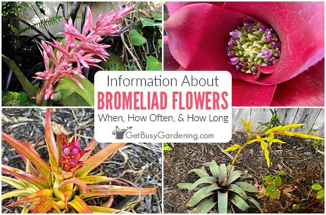 bromelia-2