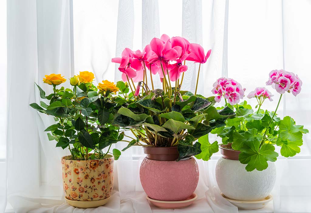 plantas-para-apartamento