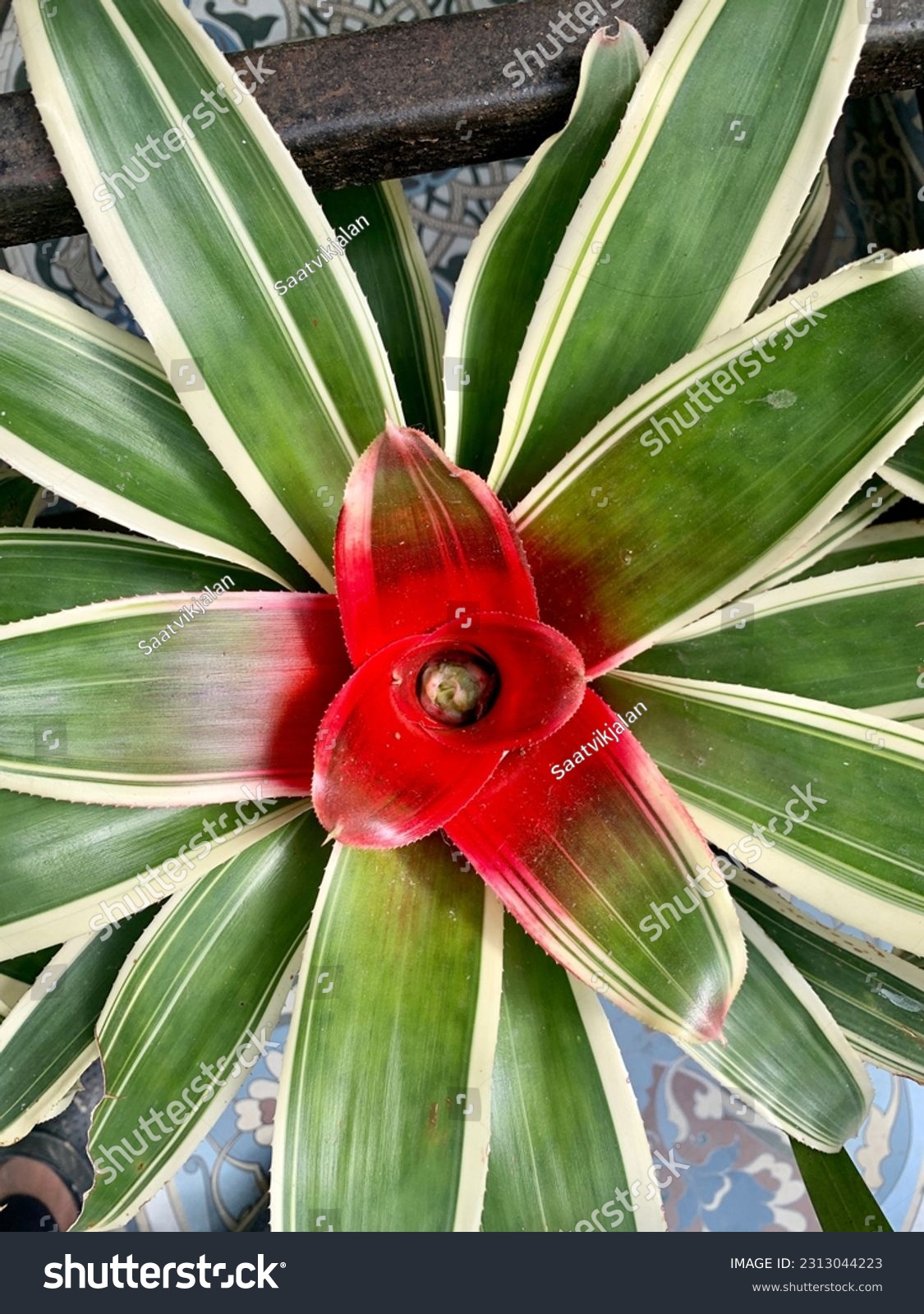 bromelia-2