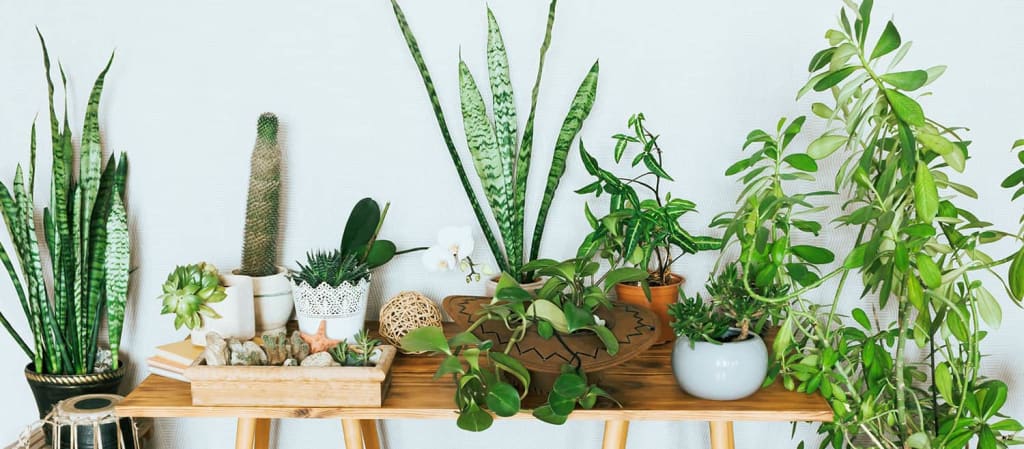 plantas-para-apartamento