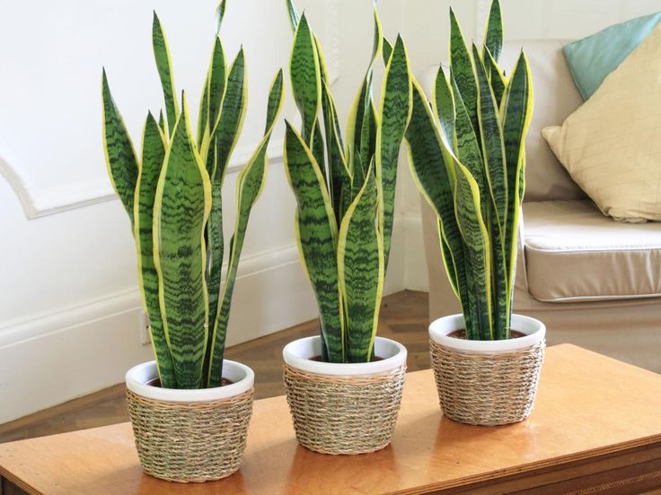 plantas-para-apartamento