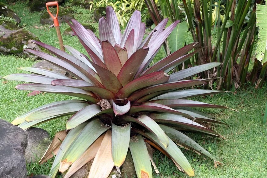 bromelia-2