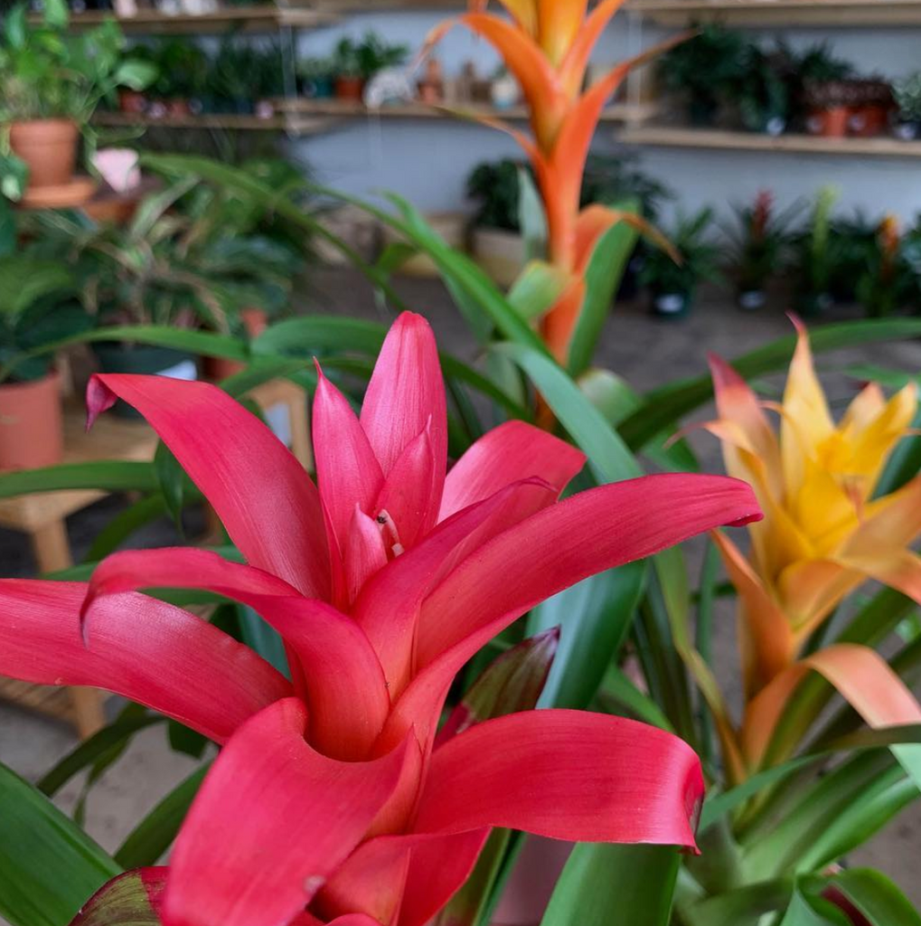 bromelia-2