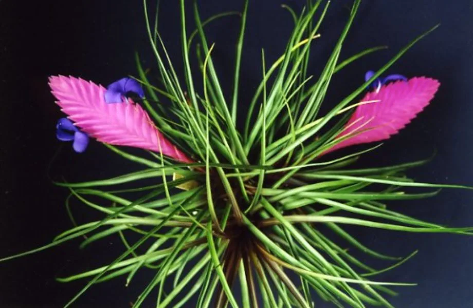 bromelia-2