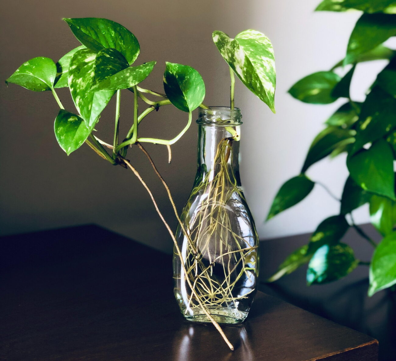 ideias-de-decoracao-com-jiboia