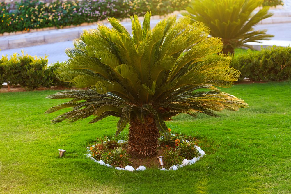 plantas-de-jardim