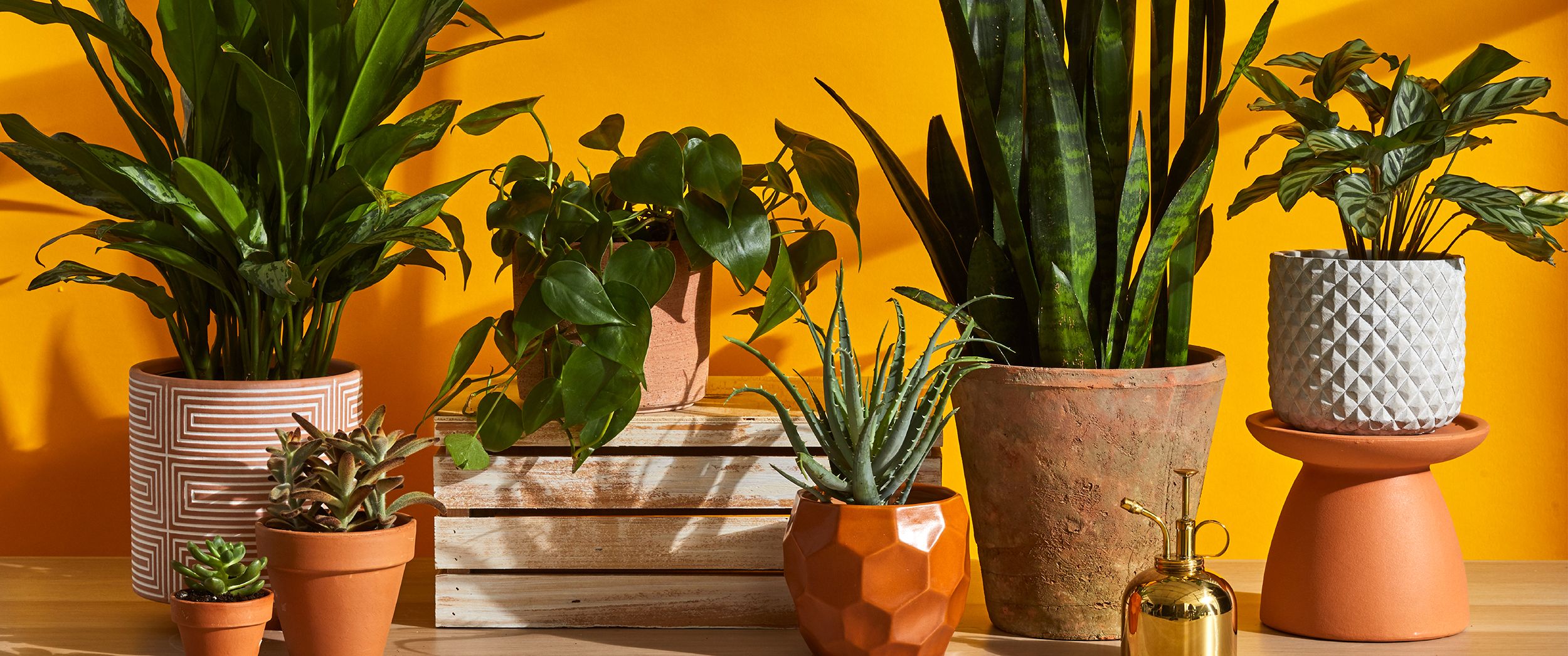 plantas-para-apartamento