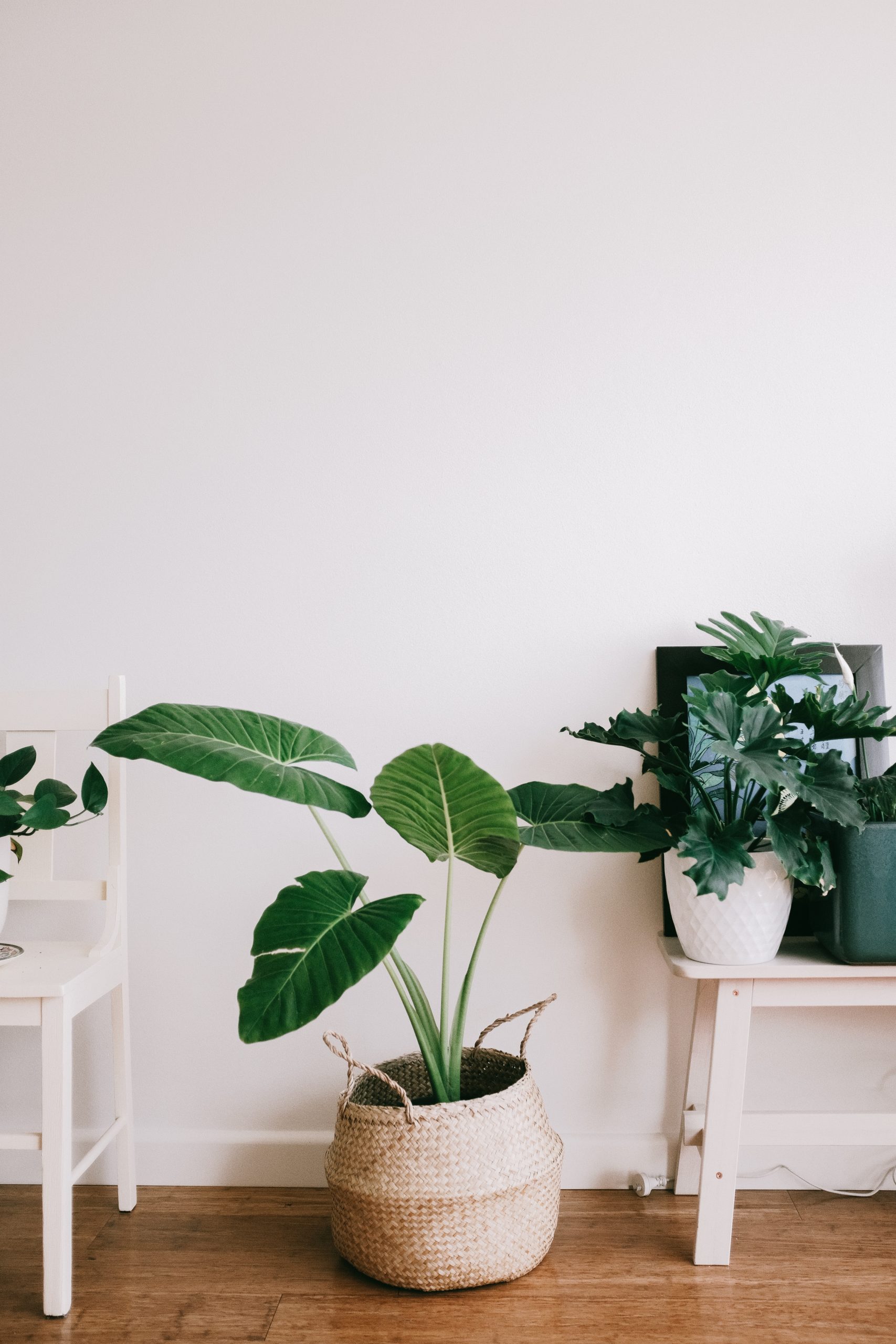 plantas-para-apartamento