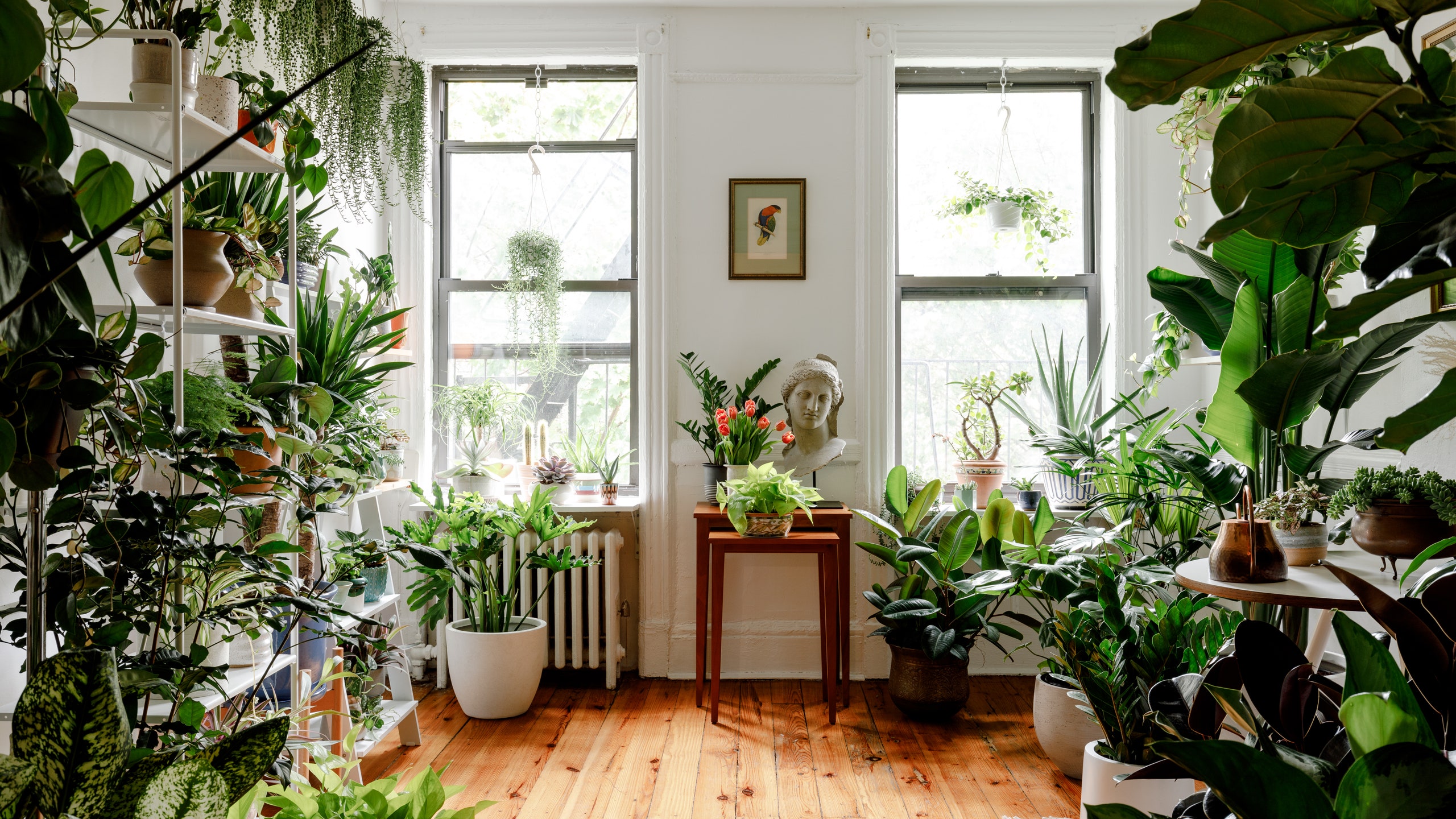 plantas-para-apartamento