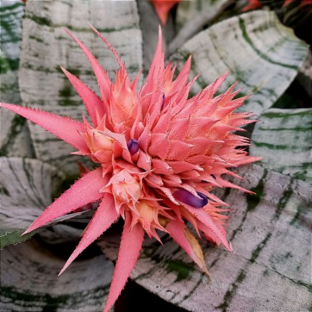bromelia-2
