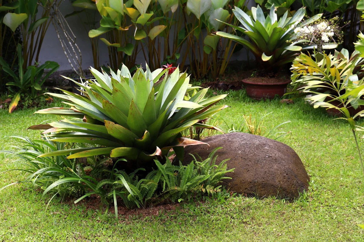 bromelia-2