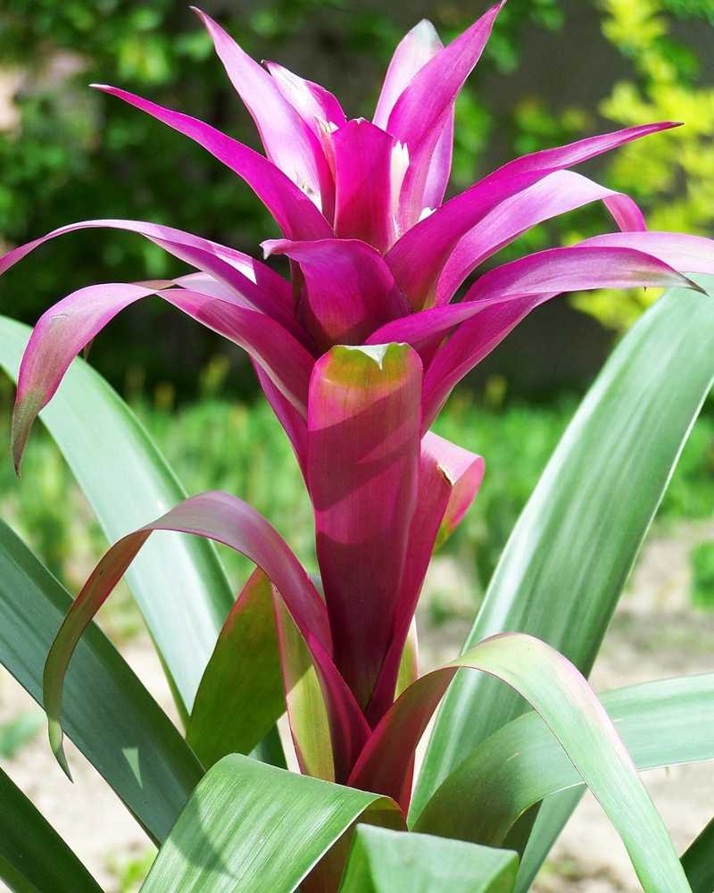 bromelia-2
