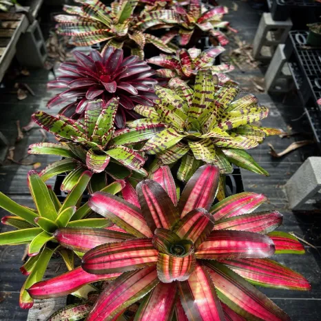 bromelia-2