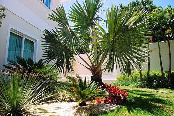 plantas-de-jardim