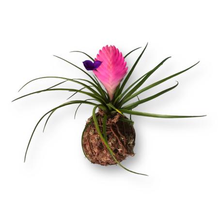 bromelia-2