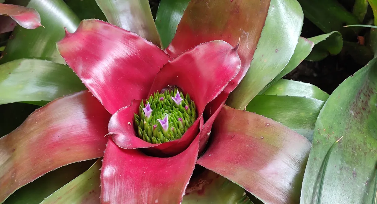 bromelia-2